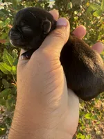 Blitz, a female Pug for sale in Santo, TX – 3 of 3