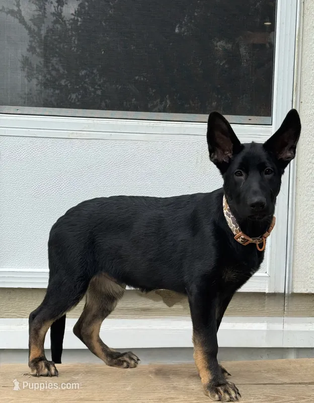 Forest  – German Shepherd Dog puppy for sale in Santo, TX