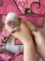 Cupcake, a female Pug for sale in Santo, TX – Photo 2 of 4