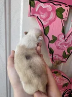 Cupcake, a female Pug for sale in Santo, TX – Photo 4 of 4