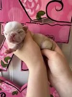 Cupcake, a female Pug for sale in Santo, TX – Photo 1 of 4