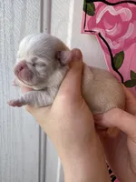 Cupcake, a female Pug for sale in Santo, TX – Photo 3 of 4