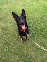 Forest , a male German Shepherd Dog for sale in Santo, TX – 3 of 3
