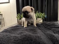 Huddle, a male Pug for sale in Santo, TX – 3 of 5