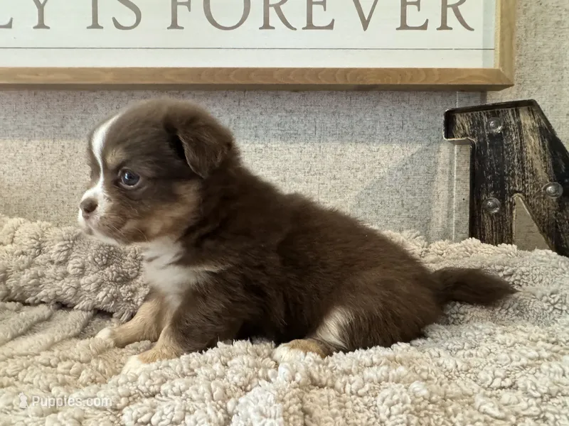 Fluff – French Bulldog, Chihuahua puppy for sale in Santo, TX
