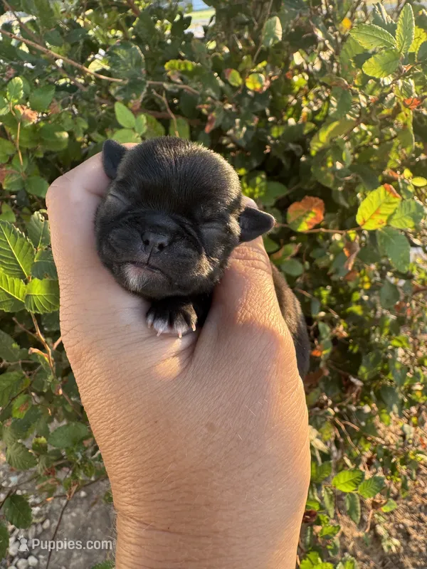 Blitz – Pug puppy for sale in Santo, TX