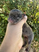 Fumble, a male Pug for sale in Santo, TX – 3 of 4