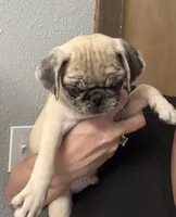Merle , a male Pug for sale in Santo, TX – 4 of 4