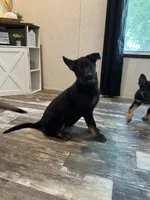 Forest , a male German Shepherd Dog for sale in Santo, TX – 2 of 3