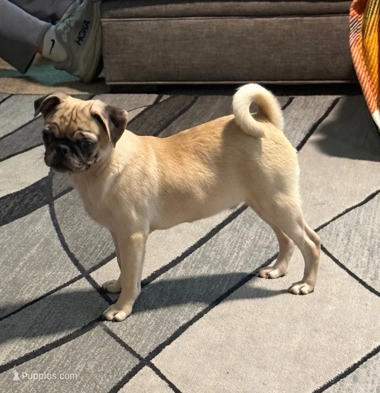 Merle  – Pug puppy for sale in Santo, TX
