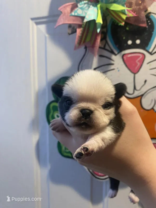 Fudge  – Pug puppy for sale in Santo, TX