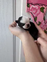 Fudge , a male Pug for sale in Santo, TX – Photo 2 of 3