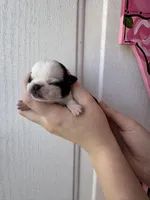 Fudge , a male Pug for sale in Santo, TX – Photo 3 of 3