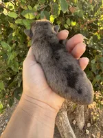 Fumble, a male Pug for sale in Santo, TX – 4 of 4