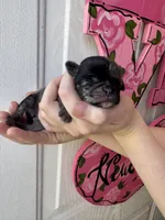 Truffle, a female Pug for sale in Santo, TX – Photo 2 of 3