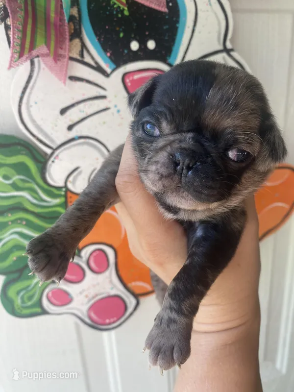 Truffle – Pug puppy for sale in Santo, TX