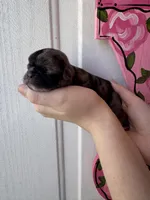 Truffle, a female Pug for sale in Santo, TX – Photo 3 of 3