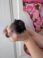 Truffle, a female Pug for sale in Santo, TX – Photo 1 of 3