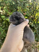 Fumble, a male Pug for sale in Santo, TX – 2 of 4
