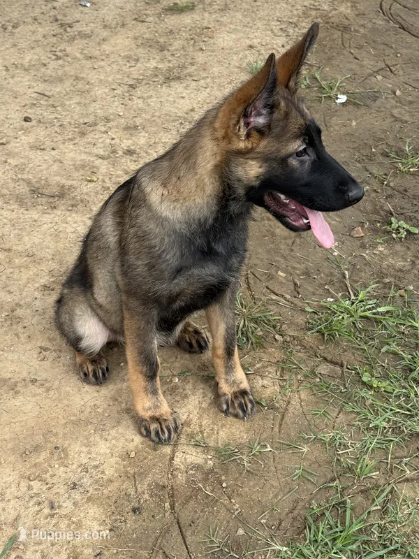 Thorne – German Shepherd Dog puppy for sale in Santo, TX