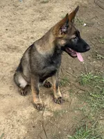 Thorne, a male German Shepherd Dog for sale in Santo, TX – 1 of 7