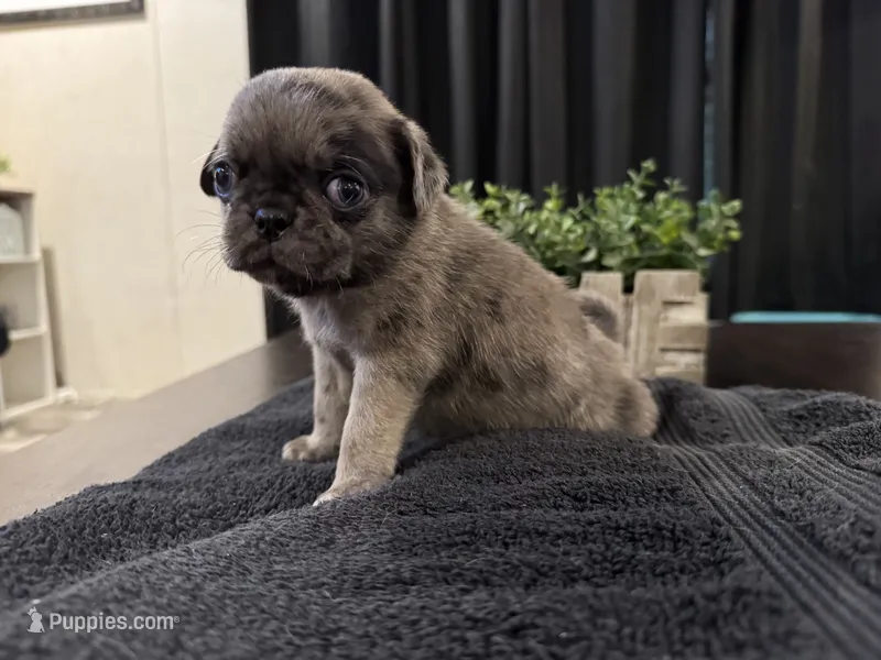 Fumble – Pug puppy for sale in Santo, TX