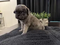 Fumble, a male Pug for sale in Santo, TX – 1 of 4
