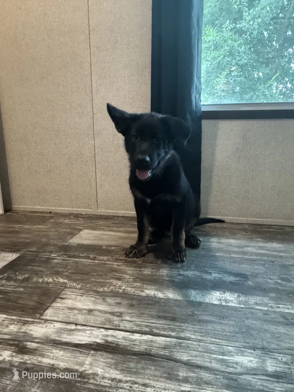 Forest  – German Shepherd Dog puppy for sale in Santo, TX