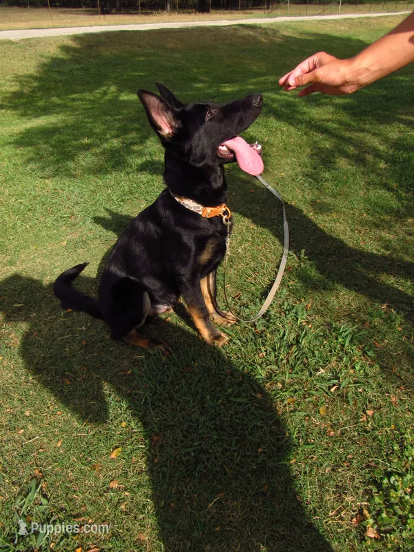 Forest  – German Shepherd Dog puppy for sale in Santo, TX