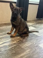 Thorne, a male German Shepherd Dog for sale in Santo, TX – 3 of 7