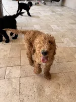 AJ, a male Goldendoodle for sale in Phoenix, AZ – 3 of 4
