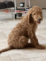 AJ, a male Goldendoodle for sale in Phoenix, AZ – 1 of 4