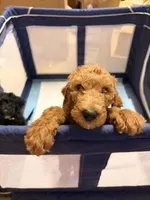 AJ, a male Goldendoodle for sale in Phoenix, AZ – Photo 2 of 4