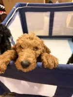 AJ, a male Goldendoodle for sale in Phoenix, AZ – Photo 3 of 4
