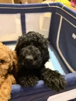 Bella, a female Goldendoodle for sale in Phoenix, AZ – Photo 4 of 4