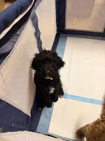 Coco, a female Goldendoodle for sale in Phoenix, AZ – Photo 3 of 3