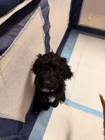 Coco, a female Goldendoodle for sale in Phoenix, AZ – Photo 1 of 3