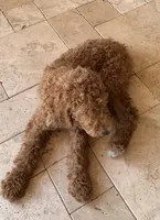 AJ, a male Goldendoodle for sale in Phoenix, AZ – 4 of 4