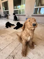 AJ, a male Goldendoodle for sale in Phoenix, AZ – 2 of 4