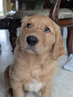 Walter , a male Golden Retriever for sale in Isanti, MN – 2 of 8