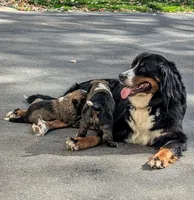 Paisley  (bernedoodle), a female Bernese Mountain Dog and Poodle - Multi-Colored Standard for sale in Isanti, MN – 2 of 7