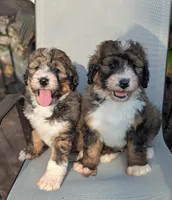 Paisley  (bernedoodle), a female Bernedoodle for sale in Isanti, MN – 4 of 10
