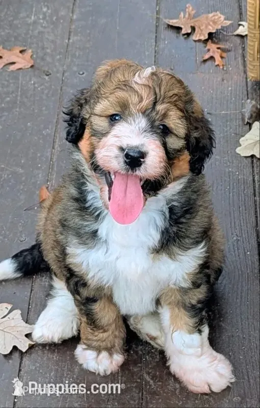 Paisley  (bernedoodle) – Bernedoodle puppy for sale in Isanti, MN