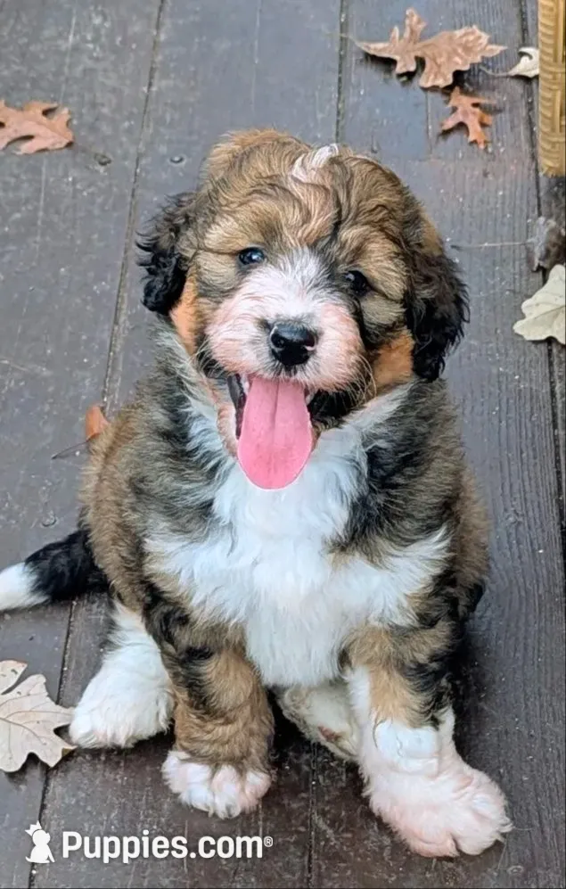 Paisley  (bernedoodle), a female Bernedoodle for sale in Isanti, MN – 1 of 10
