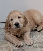 Walter , a male Golden Retriever for sale in Isanti, MN – 4 of 8