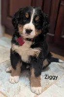 Ziggy , a male Bernese Mountain Dog for sale in Isanti, MN – Photo 1 of 8