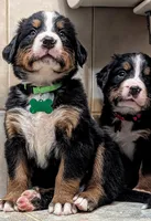 Ziggy , a male Bernese Mountain Dog for sale in Isanti, MN – Photo 6 of 8