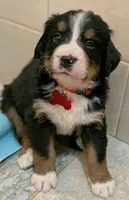 Ziggy , a male Bernese Mountain Dog for sale in Isanti, MN – Photo 2 of 8
