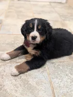 Ziggy , a male Bernese Mountain Dog for sale in Isanti, MN – Photo 8 of 8