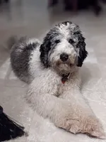 Barney (bernedoodle), a male Bernese Mountain Dog and Poodle - Multi-Colored Standard for sale in Isanti, MN – 8 of 8